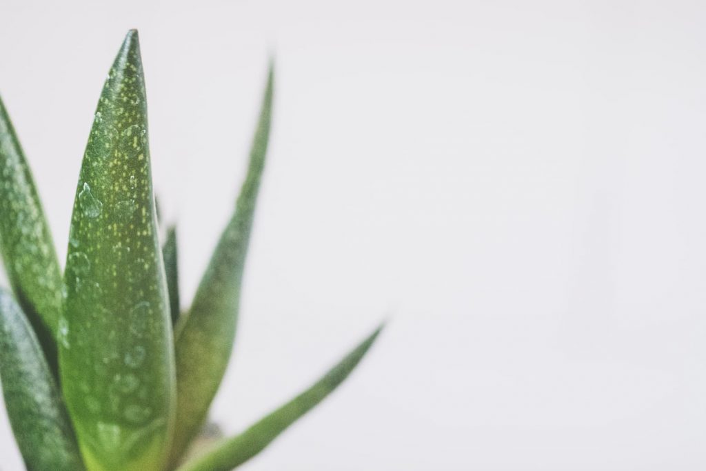 L’Aloe vera, plante aux multiples bienfaits