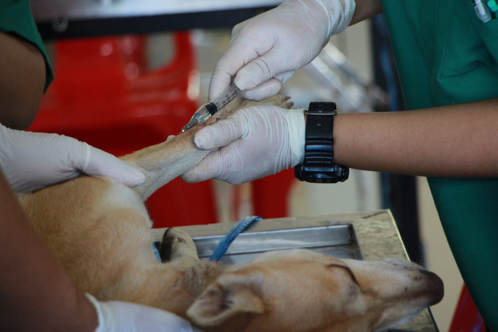 Formation soins animaliers : comment devenir vétérinaire ?