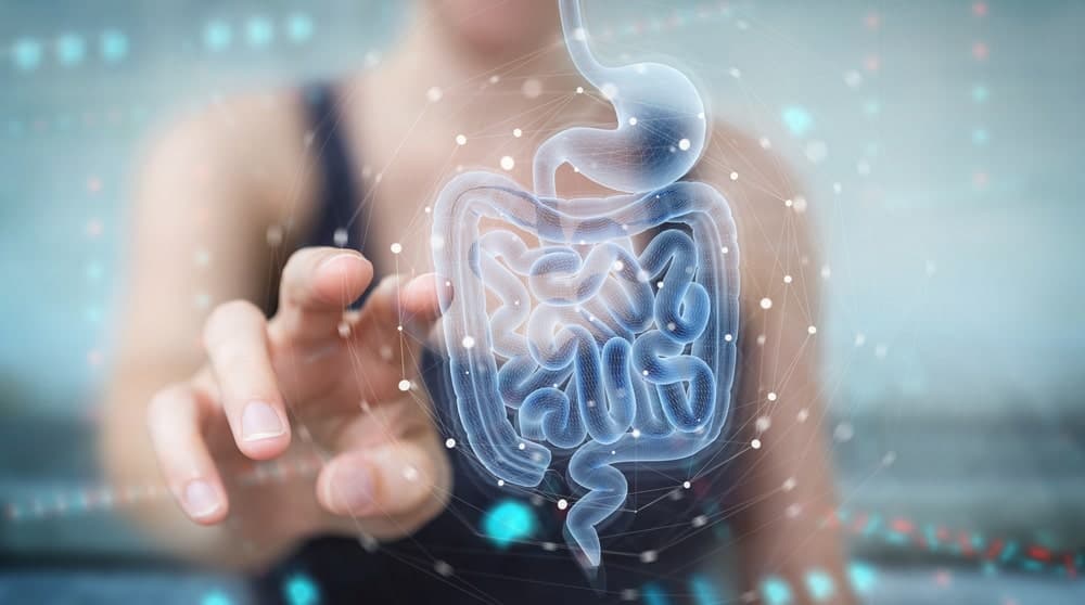 Probiotiques : quels sont leurs effets sur le microbiote et la flore intestinale ?